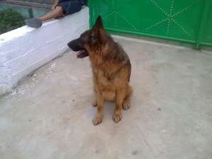 ofer ptr monta ciobanesc german de linie cu pedigree