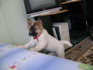 vand pui akita inu iasi
