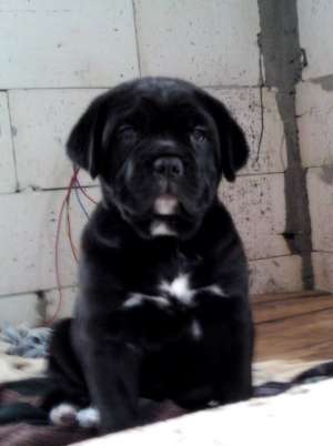 vand catei Presa Canario, Cane Corso, Ciobanesc Caucazian