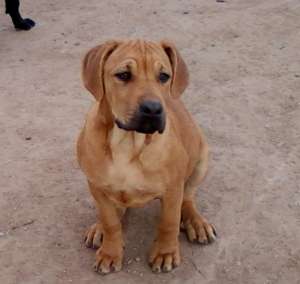 vand catei Presa Canario, Cane Corso, Ciobanesc Caucazian