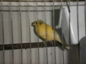 canari bacari si citron