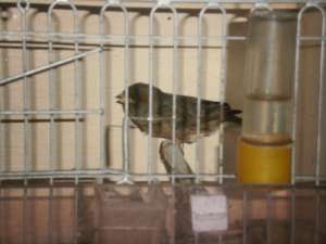 canari bacari si citron