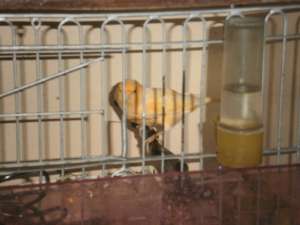 canari bacari si citron
