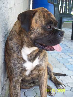 Ofer boxer pentru monta