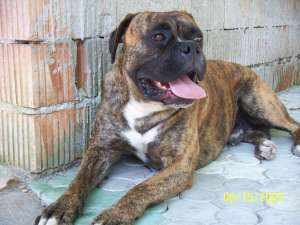 Ofer boxer pentru monta