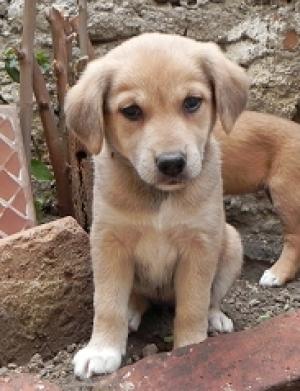 Ofer catei spre adoptie