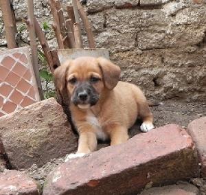Ofer catei spre adoptie