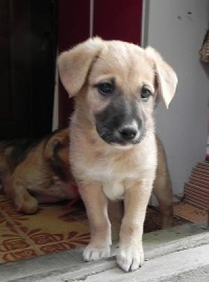 Ofer catei spre adoptie
