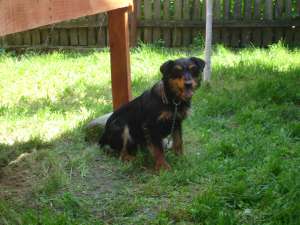 VAND JAGD TERRIER FEMELA