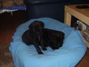 Cane corso de vanzare