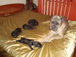 Cane corso de vanzare