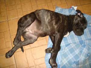 vand pui bullmastiff tigrat