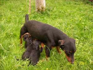 Vand pui Jagd terrier