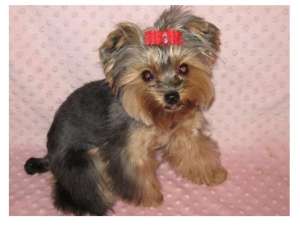 Cosmetica si infrumusetare canina