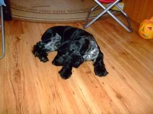 Vand pui Cocker Spaniel(se pot vedea si parintii)