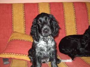 Vand pui Cocker Spaniel(se pot vedea si parintii)