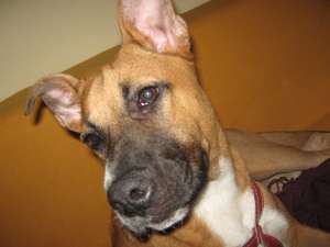 Vand pui amstaff negociabil