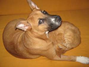 Vand pui amstaff negociabil