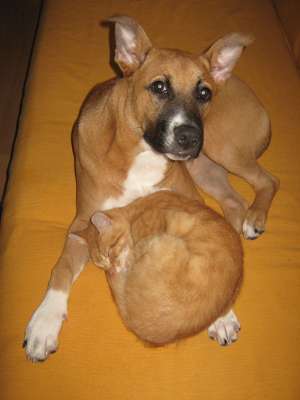 Vand pui amstaff negociabil