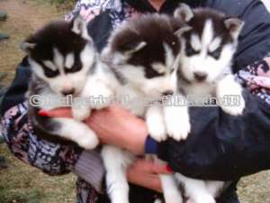 Husky Siberian De Vanzare Caini De Rasa Bihor