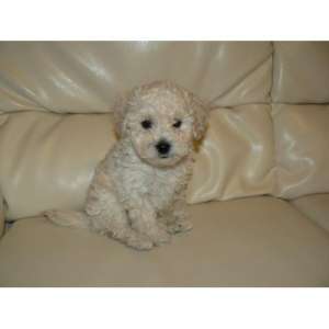 VAND CANICHE