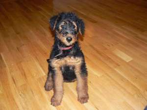 caine de vanatoare airedale terrier