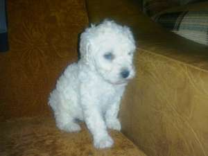 BICHON DE VANZARE
