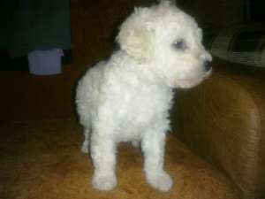 BICHON DE VANZARE