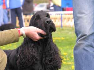 Fac prenotari pui cocker spaniel