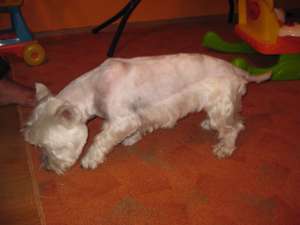 Ofer  pentru imperechere mascul Westie Highland Terrier