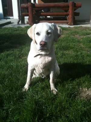 vand labrador retriver 8 luni