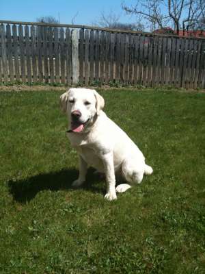 vand labrador retriver 8 luni