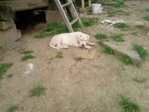 catei dog argentinian