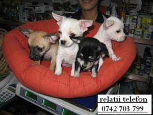 vand chihuahua super toy