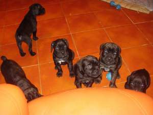 Cane corso puii de vanzare