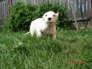 VAND PUI DOG ARGENTINIAN