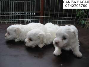 vand bichon maltese