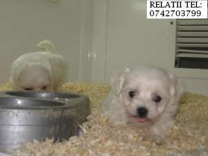 vand bichon maltese