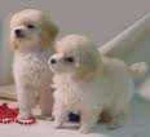 VAND CANICHE PITIC,      BICHON FRISE