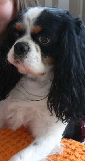 Cavalier King Charles Spaniel spre adoptie