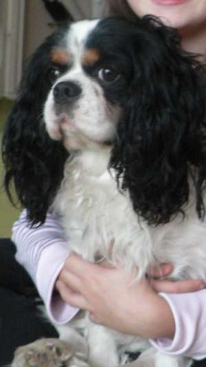 Cavalier King Charles Spaniel spre adoptie