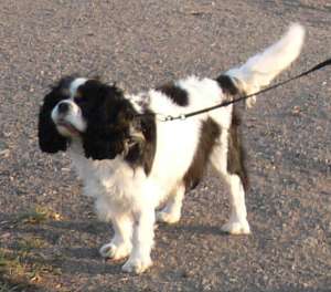 Cavalier King Charles Spaniel spre adoptie