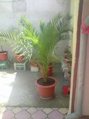 Palmieri
