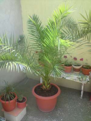 Palmieri
