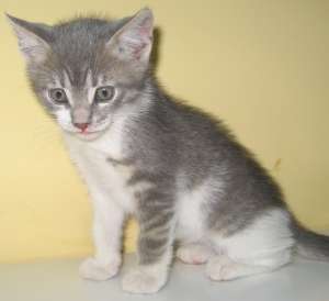 Rufus, motanel gri tigrat cu alb,  mic