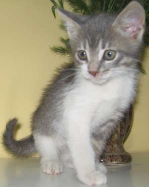 Rufus, motanel gri tigrat cu alb,  mic