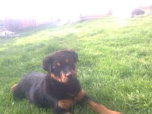VAND CATEA ROTTWEILER