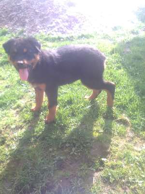VAND CATEA ROTTWEILER