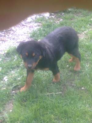 VAND CATEA ROTTWEILER