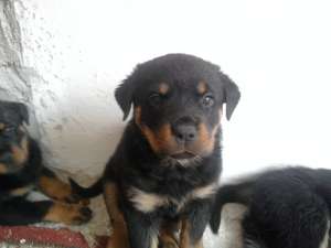 pui rottweiler de vanzare,  rasa pura 100%